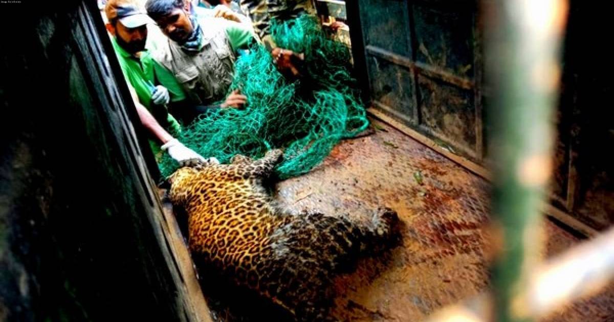 Tamil Nadu: Forest department captures leopard that killed two people, injured 4 in Pandalur